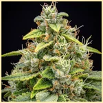 Deelite Autoflower Seeds additional image 1