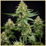 Deelite Autoflower Seeds featured image