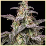 Deep Chunk Feminized Seeds additional image 1