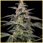 Deep Chunk Feminized Seeds featured image