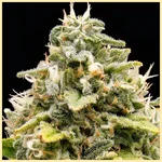 Diesel Autoflower Seeds additional image 1