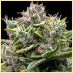 Diesel Glue Autoflower Seeds additional image 1
