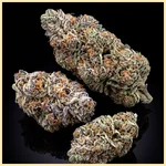 Disco Bizkit Feminized Seeds additional image 2