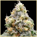 Disco Bizkit Feminized Seeds additional image 1