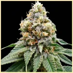Disco Bizkit Feminized Seeds featured image