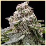 Donny Burger Feminized Seeds additional image 1