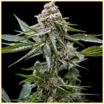 Donny Burger Feminized Seeds featured image