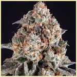 Dosed Chocolate Chips Feminized Seeds additional image 1