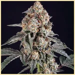 Dosed Chocolate Chips Feminized Seeds featured image