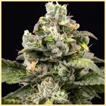 Dream Queen Feminized Seeds additional image 1