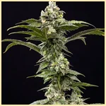 Dream Queen Feminized Seeds featured image