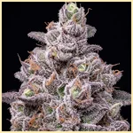 Dulce De Uva Feminized Seeds additional image 1