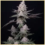 Dulce De Uva Feminized Seeds featured image