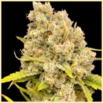 Durban Poison Autoflower Seeds additional image 1