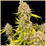 Durban Poison Autoflower Seeds featured image