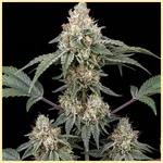 Bonza Seeds Mix Pack additional image 1