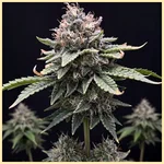 Dynasty Autoflower Seeds featured image