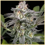 Early Girl Feminized Seeds additional image 1