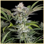 Early Girl Feminized Seeds featured image