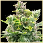 Early Skunk Feminized Seeds additional image 1