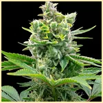 Early Skunk Feminized Seeds featured image