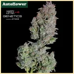 Easy Button Autoflower Seeds additional image 1