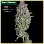Easy Button Autoflower Seeds featured image