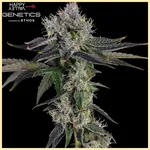 Fighter Mix Pack Weed Seeds additional image 2