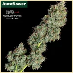 Everglades OG Autoflower Seeds additional image 1