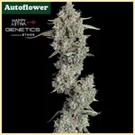 Everglades OG Autoflower Seeds featured image