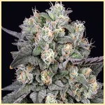 Exodus Cheese Autoflower Seeds additional image 1