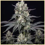 Exodus Cheese Autoflower Seeds featured image