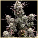 Face Off OG Autoflower Seeds featured image