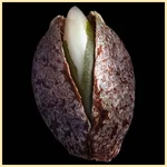 Knockout Feminized Seeds additional image 2