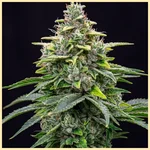 OG Mix Pack Weed Seeds additional image 2