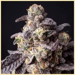 Forbidden Runtz Autoflower Seeds additional image 1