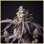 Forbidden Runtz Autoflower Seeds featured image