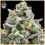 Frosted Pie Feminized Seeds additional image 2