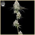 Frosted Pie Feminized Seeds additional image 1
