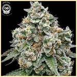 Frosted Pie Feminized Seeds featured image