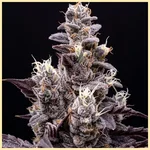 Fruit Pie Autoflower Seeds additional image 1