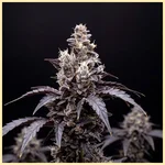 Fruit Pie Autoflower Seeds featured image