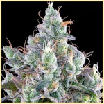 Fujiz Feminized Seeds additional image 2