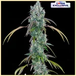 Fujiz Feminized Seeds featured image