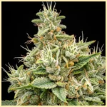 G13 Autoflower Seeds additional image 2