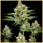 G13 Autoflower Seeds featured image