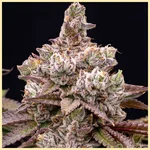 Galactic Runtz Feminized Seeds additional image 1