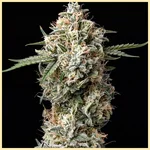 Garlic Breath Feminized Seeds featured image