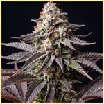 Gary Payton Autoflower Seeds additional image 1