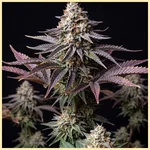 Gary Payton Autoflower Seeds featured image